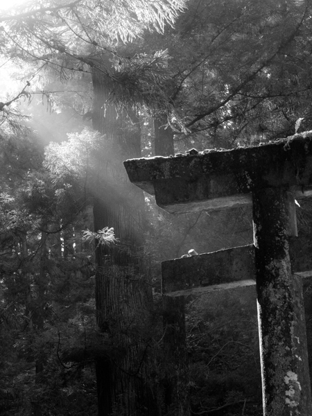 Sunlight reaches through the foliage and illuminates rocks restingon the beam (貫) of a torii (鳥居).