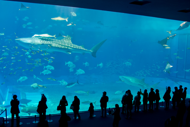 Visitors at the Kuroshio Sea (黒潮の海) tankat the Okinawa Churaumi Aquarium (沖縄美ら海水族館).